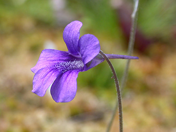 Pinguicula grandiflora