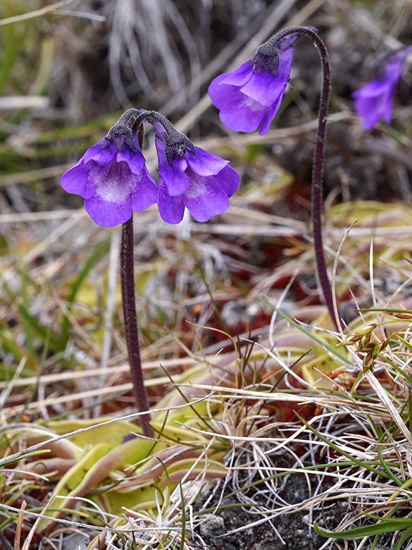 Pinguicula vulgaris