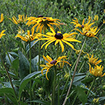 Rudbeckia fulgida - Leuchtender Sonnenhut