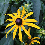 Rudbeckia fulgida - Leuchtender Sonnenhut