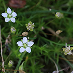 Sagina subulata - Pfriemen-Mastkraut
