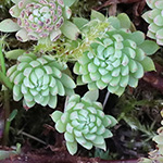 Sedum forsterianum - Zierliche Fetthenne