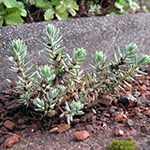 Sedum pseudomontanum - Garten-Felsen-Fetthenne