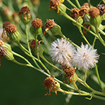 Senecio jacobaea - Jakobs-Greiskraut