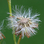 Senecio jacobaea - Jakobs-Greiskraut