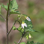 Solanum nigrum - Schwarzer Nachtschatten