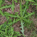 Sonchus arvensis - Acker-Gänsedistel
