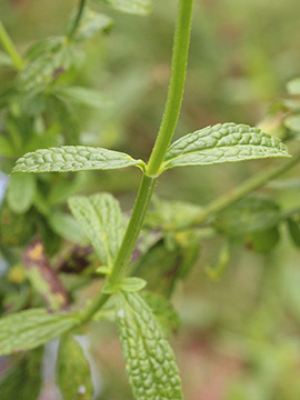 Stachys recta