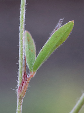 Trifolium arvense