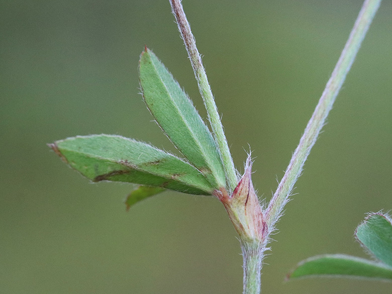 Trifolium arvense