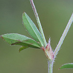 Trifolium arvense - Hasen-Klee