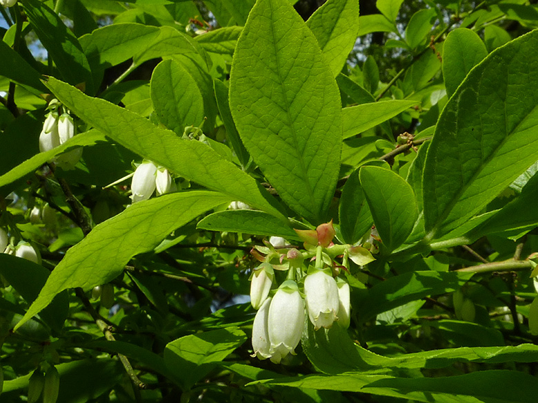 Vaccinium corymbosum