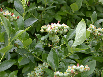 Vaccinium corymbosum
