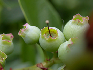 Vaccinium corymbosum