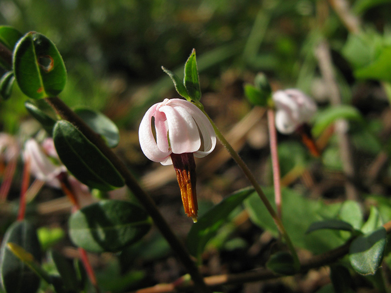 Vaccinium macrocarpon