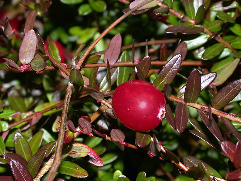 Vaccinium macrocarpon