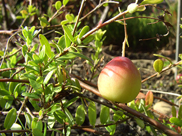 Vaccinium macrocarpon