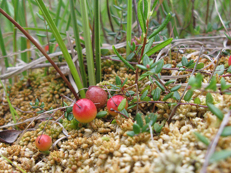 Vaccinium oxycoccos