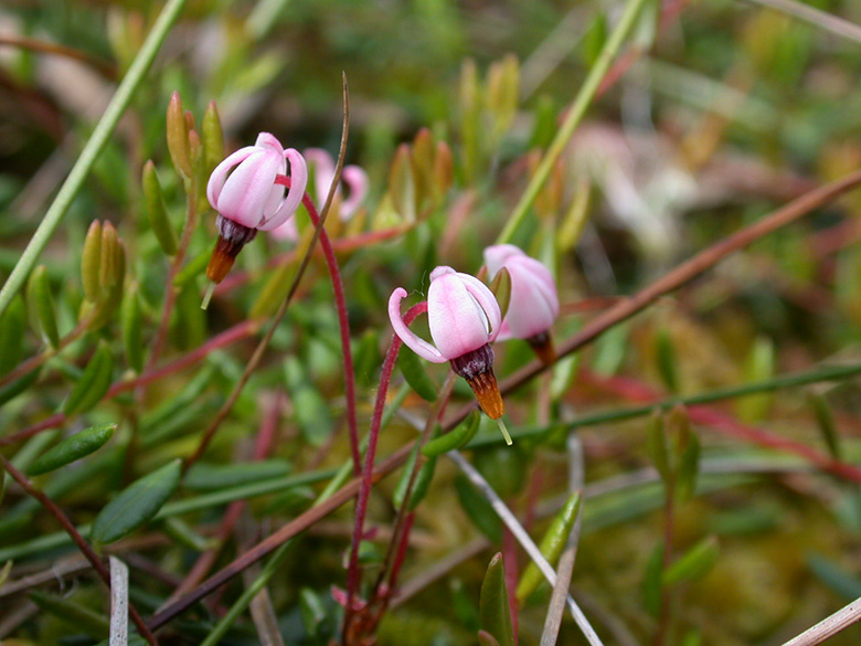 Vaccinium oxycoccos