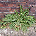 Verbascum speciosum - Prächtige Königskerze
