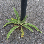 Verbascum speciosum - Prächtige Königskerze
