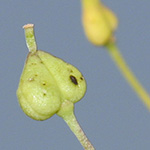Lepidium draba - Pfeilkresse