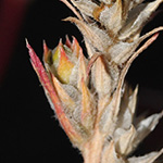 Corispermum leptopterum - Schmalflügeliger Wanzensame