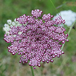 Daucus carota - Wilde Möhre