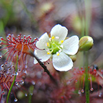 Drosera intermedia - Mittlerer Sonnentau