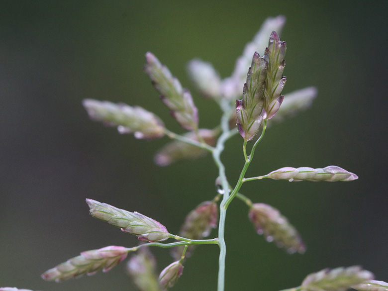 Eragrostis minor