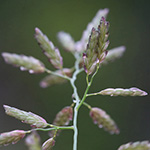 Eragrostis minor - Kleines Liebesgras