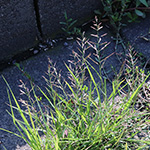 Eragrostis multicaulis - Japanisches Liebesgras