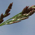 Eragrostis multicaulis - Japanisches Liebesgras