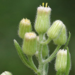 Erigeron sumatrensis - Sumatra-Berufskraut