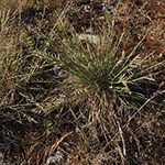 Festuca brevipila - Raublättriger Schwingel