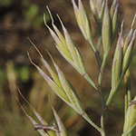 Festuca brevipila - Raublättriger Schwingel