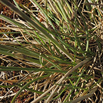 Festuca brevipila - Raublättriger Schwingel