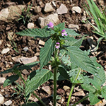 Galeopsis bifida - Zweispaltiger Hohlzahn