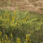 Galium ×pomeranicum - Gelbweißes Labkraut