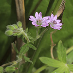 Geranium aequale - Glattfrüchtiger Storchschnabel