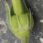 Geranium aequale - Glattfrüchtiger Storchschnabel
