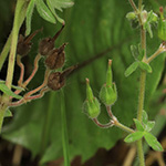 Geranium aequale - Glattfrüchtiger Storchschnabel