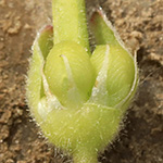 Geranium molle - Weicher Storchschnabel