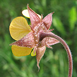 Geum intermedium - Hybrid-Nelkenwurz