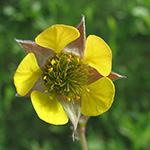 Geum intermedium - Hybrid-Nelkenwurz