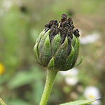 Helianthus laetiflorus - Blühfreudige Sonnenblume