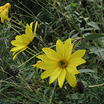 Helianthus laetiflorus - Blühfreudige Sonnenblume
