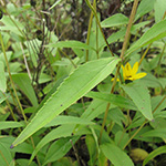 Helianthus laetiflorus - Blühfreudige Sonnenblume