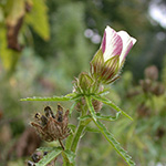 Hibiscus trionum - Stundenblume