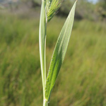 Hordeum marinum - Deich-Gerste